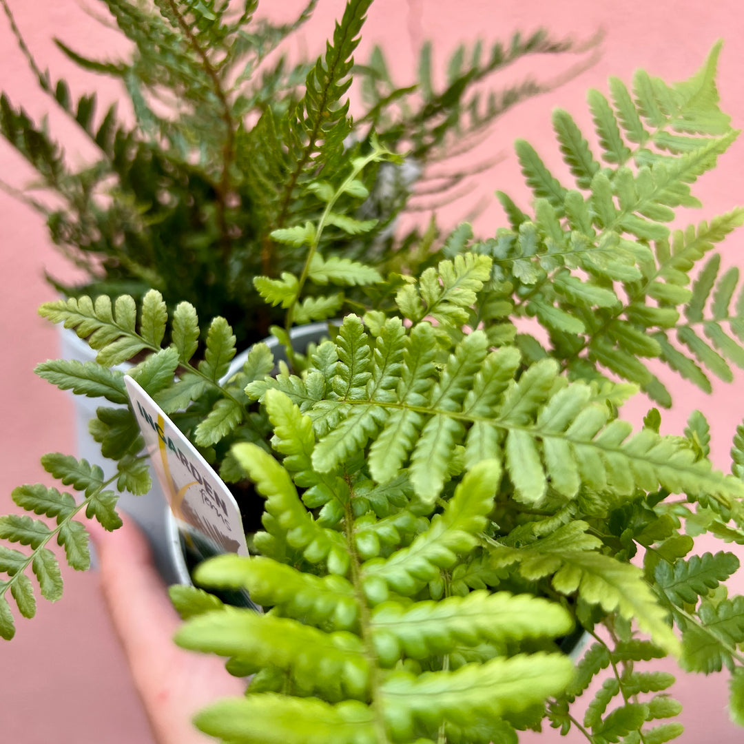 Fern Mix – Outdoor Hardy Ferns - lucky dip