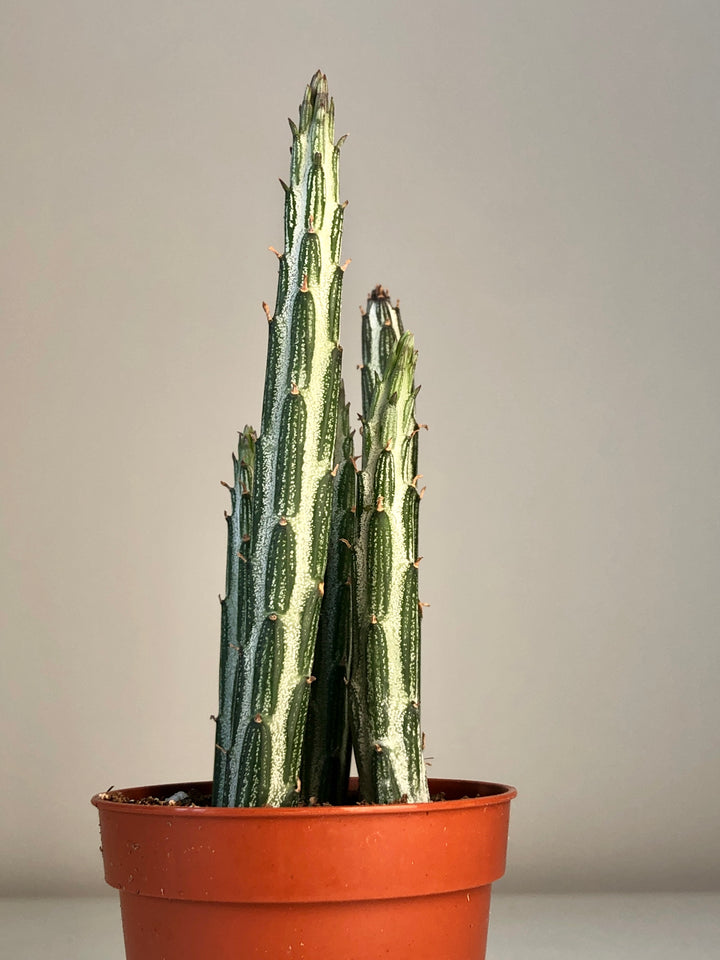 Stapelia Leendertzia Mix