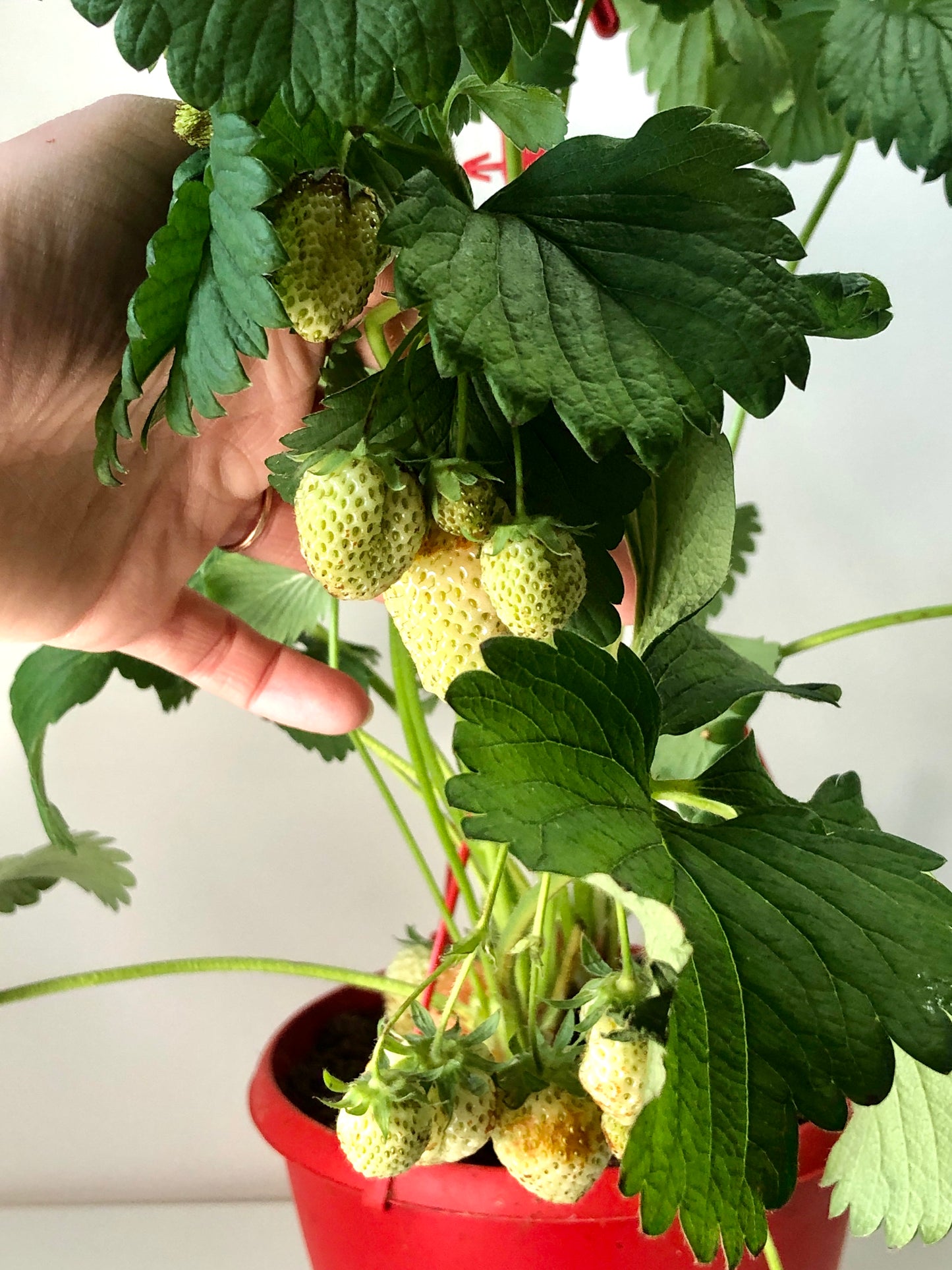 Fragaria Elsanta - Strawberry