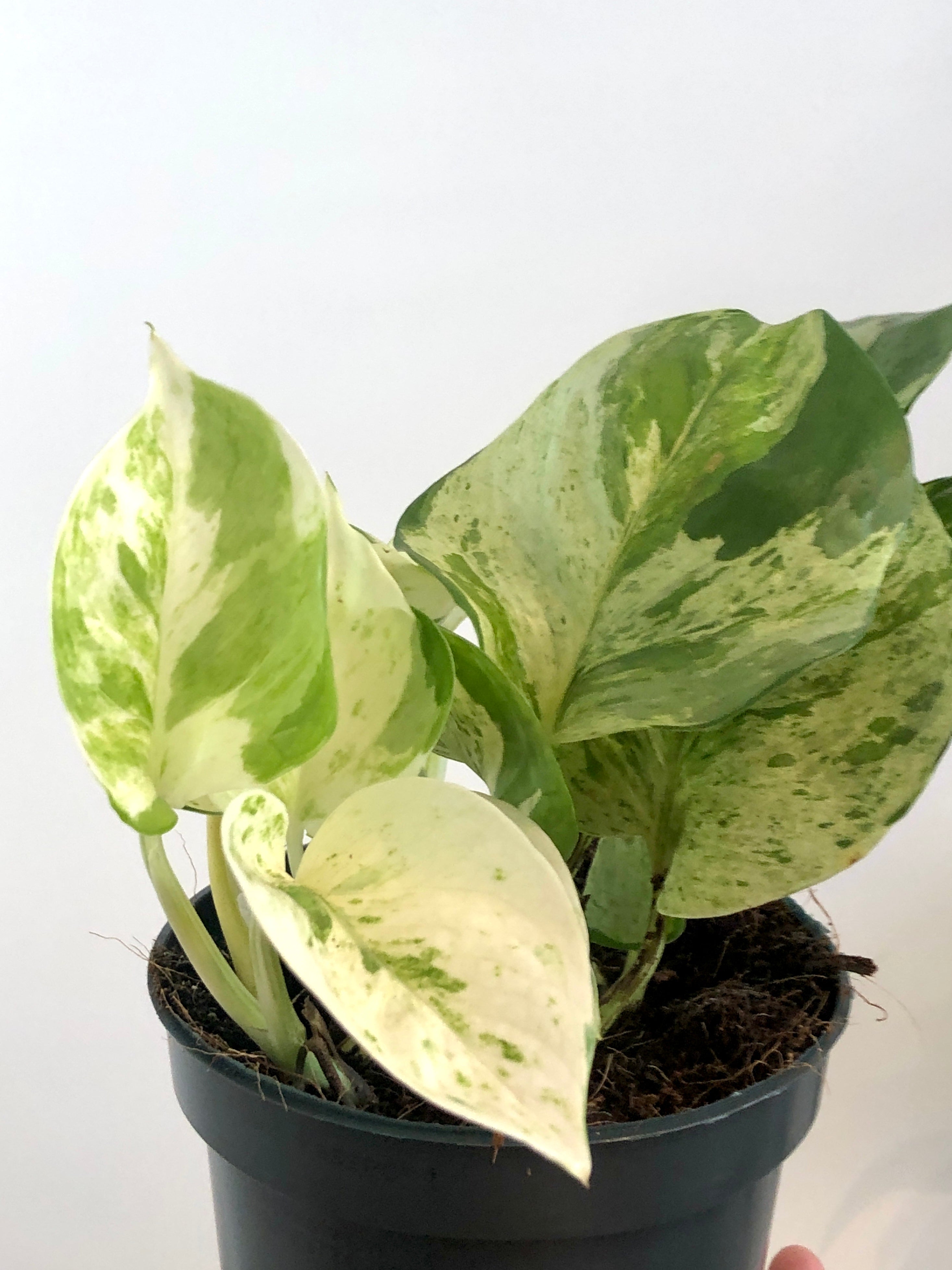happy leaf pothos Epipremnum Happy Leaf