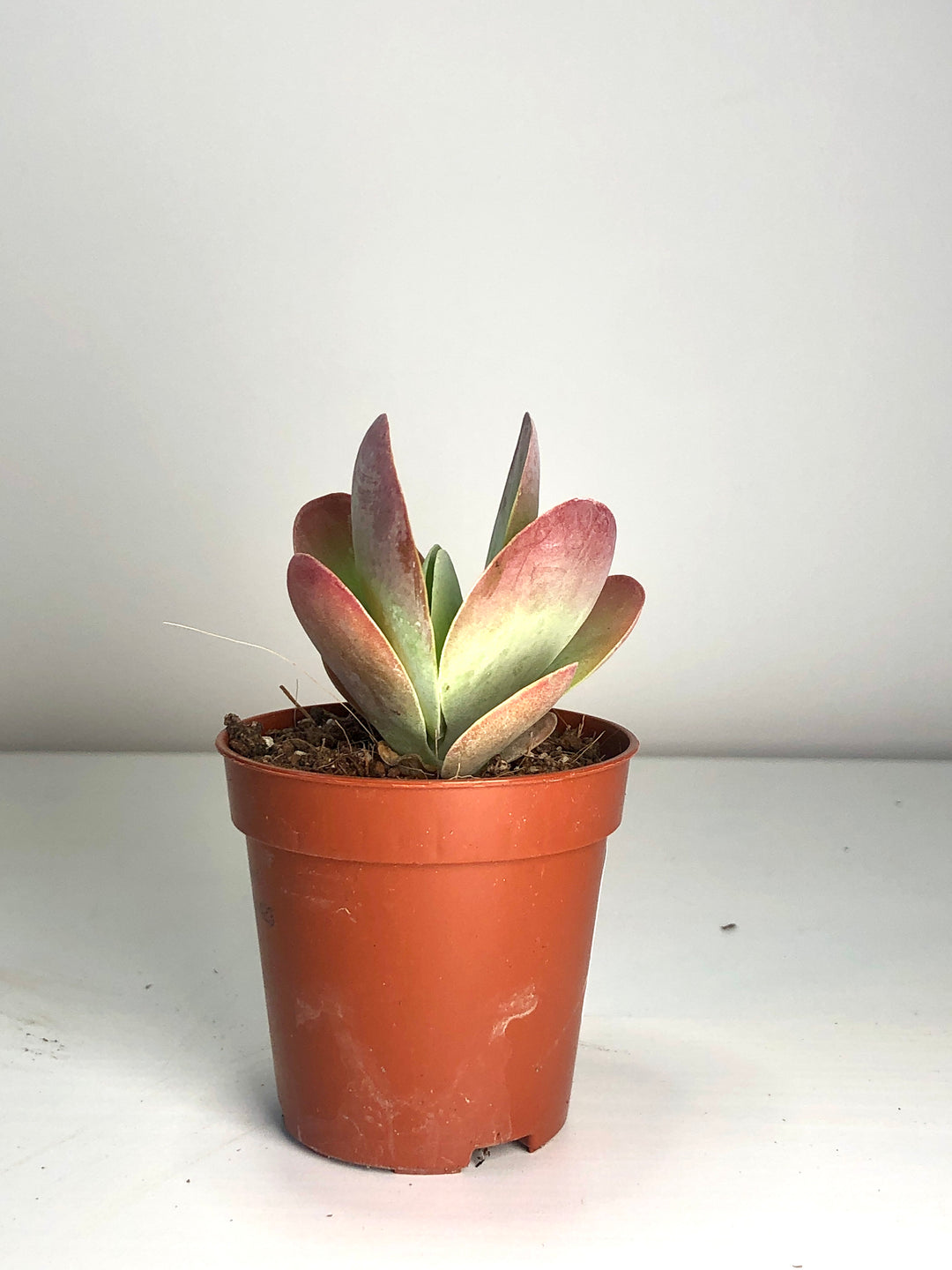 Kalanchoe Tyrsiflora - Paddle Plant