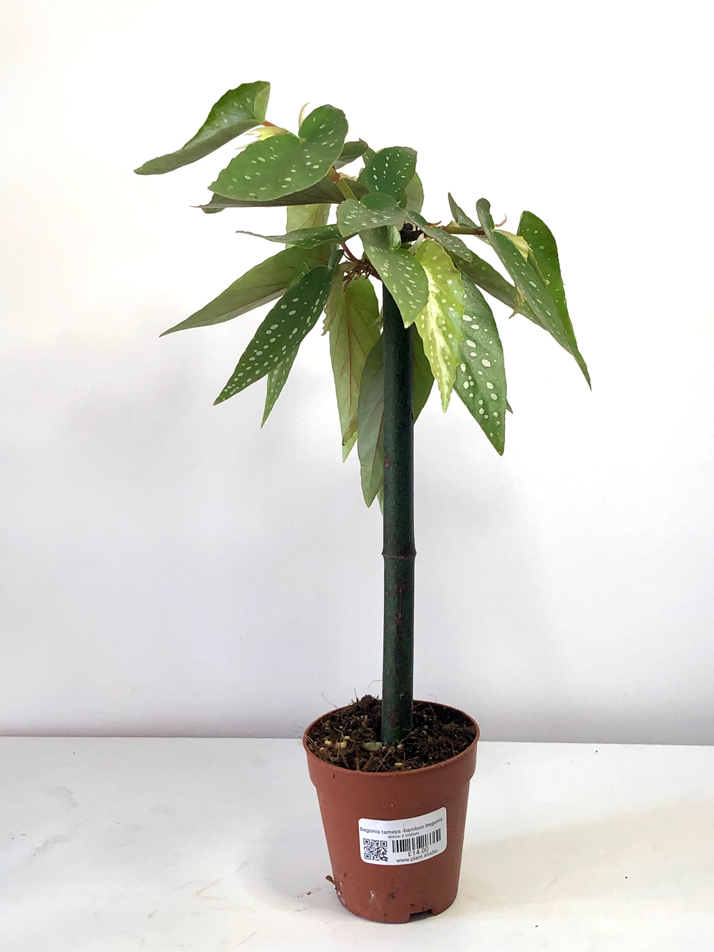 Begonia Tamaya -Bamboo Begonia