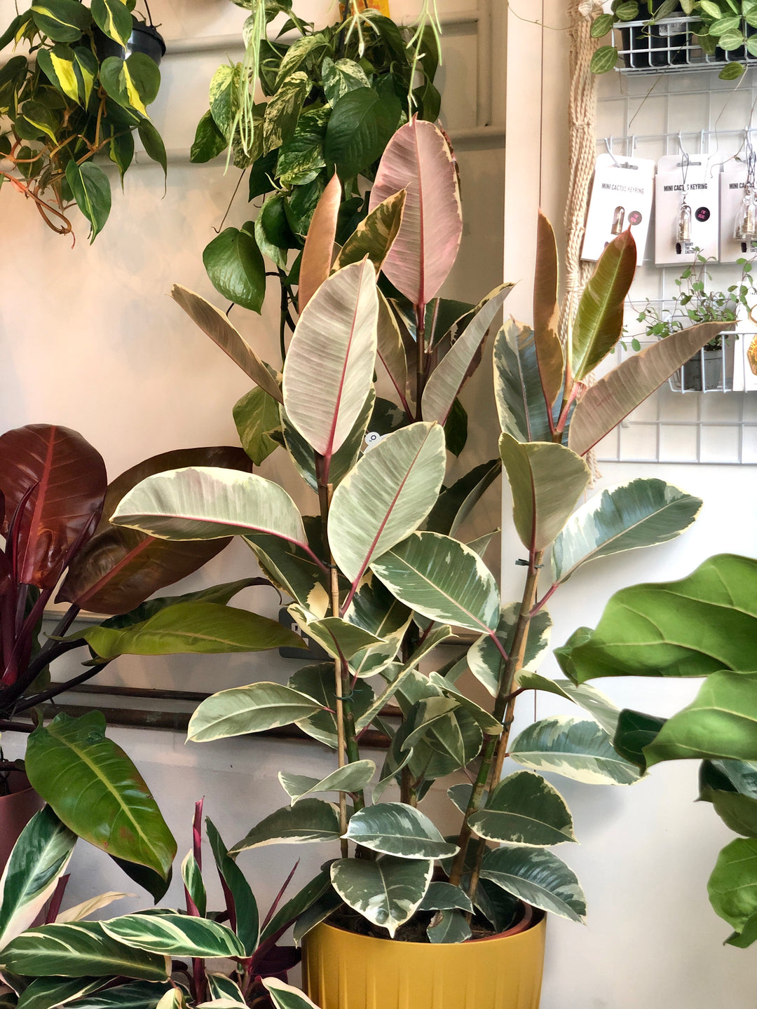 Ficus elastica ‘Tineke’ – Variegated Rubber Plant