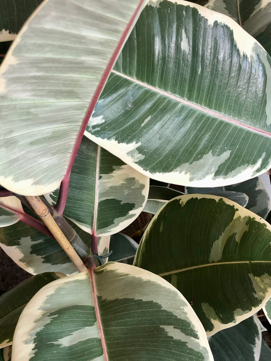 Ficus elastica ‘Tineke’ – Variegated Rubber Plant