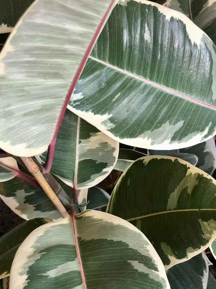 Ficus elastica ‘Tineke’ – Variegated Rubber Plant