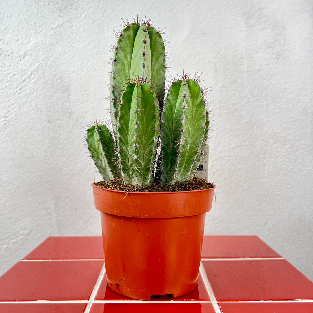 Polaskia chichipe – Mexican Columnar Cactus