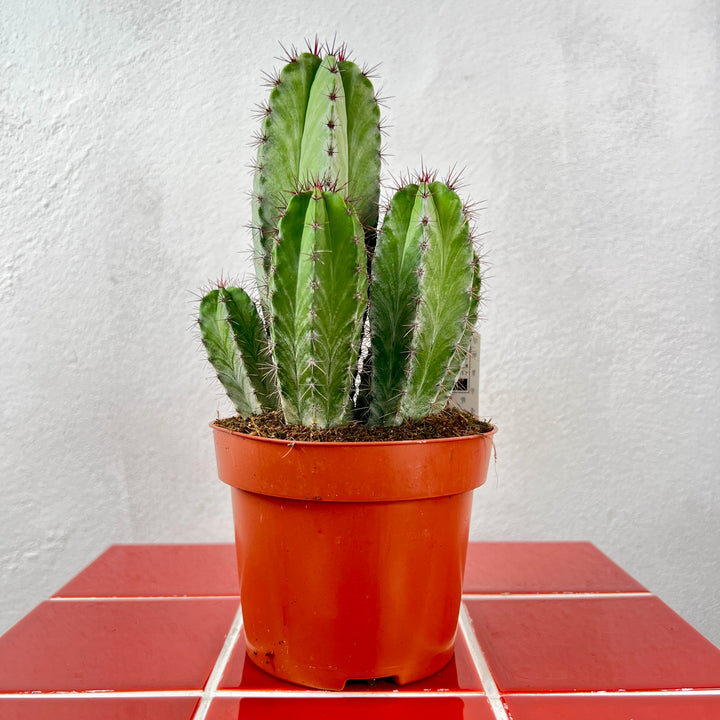 Polaskia chichipe – Mexican Columnar Cactus