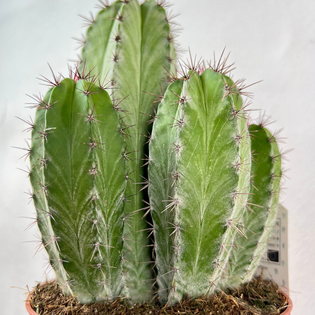 Polaskia chichipe – Mexican Columnar Cactus