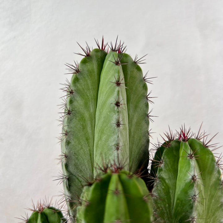Polaskia chichipe – Mexican Columnar Cactus