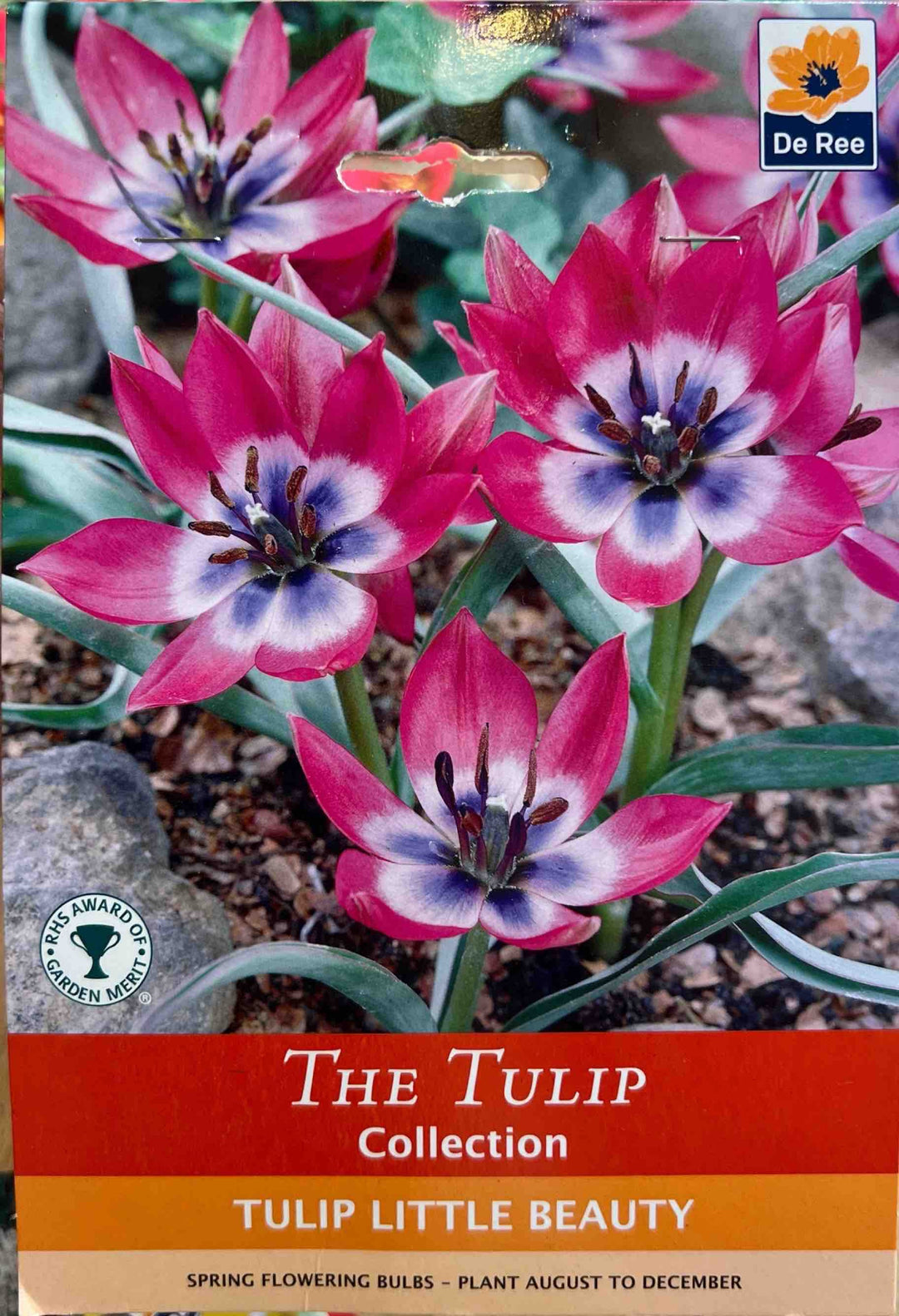 Spring Bulbs – Mix & Match | £3.99 each or 3 for £10