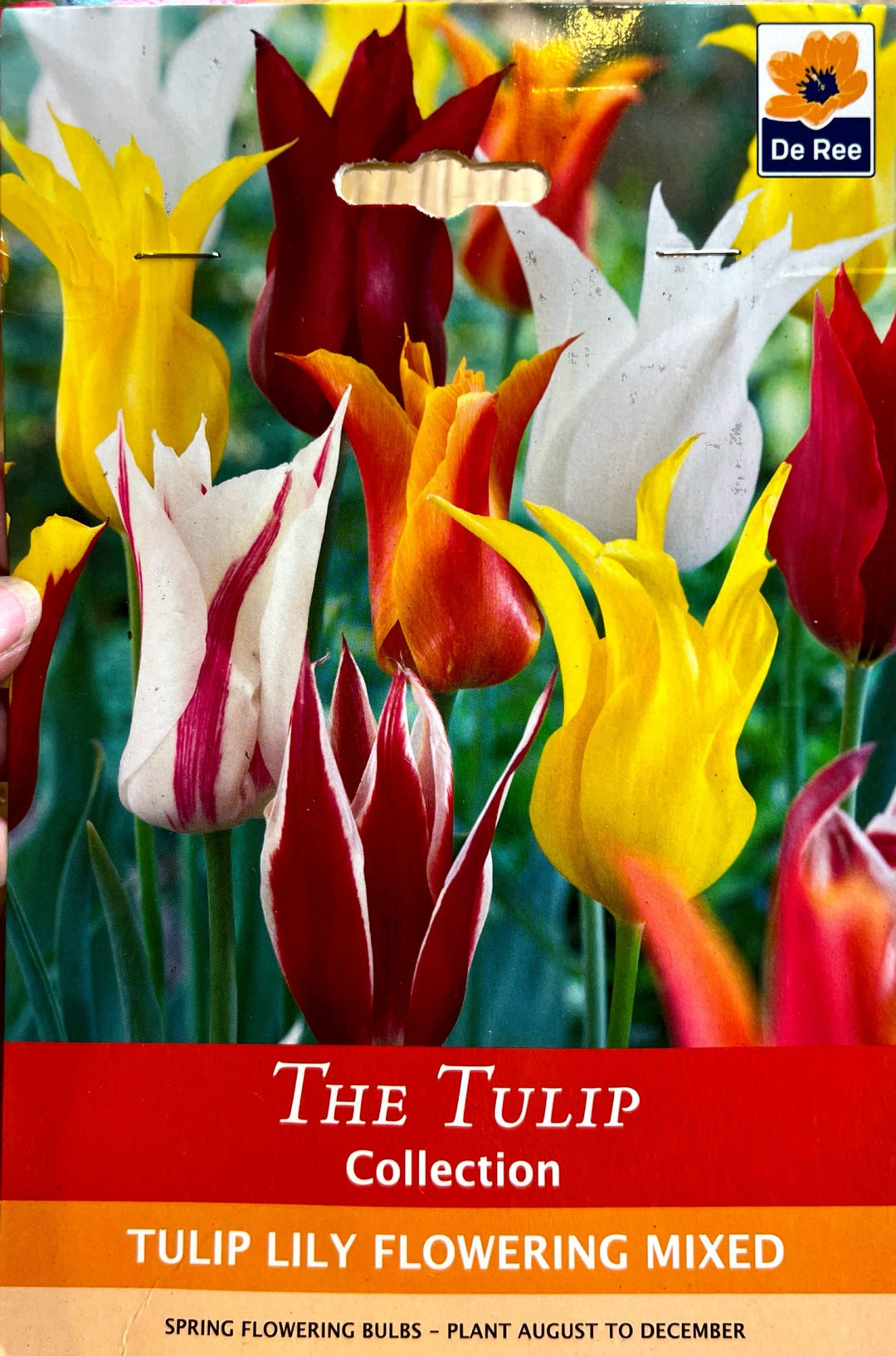 Spring Bulbs – Mix & Match | £3.99 each or 3 for £10