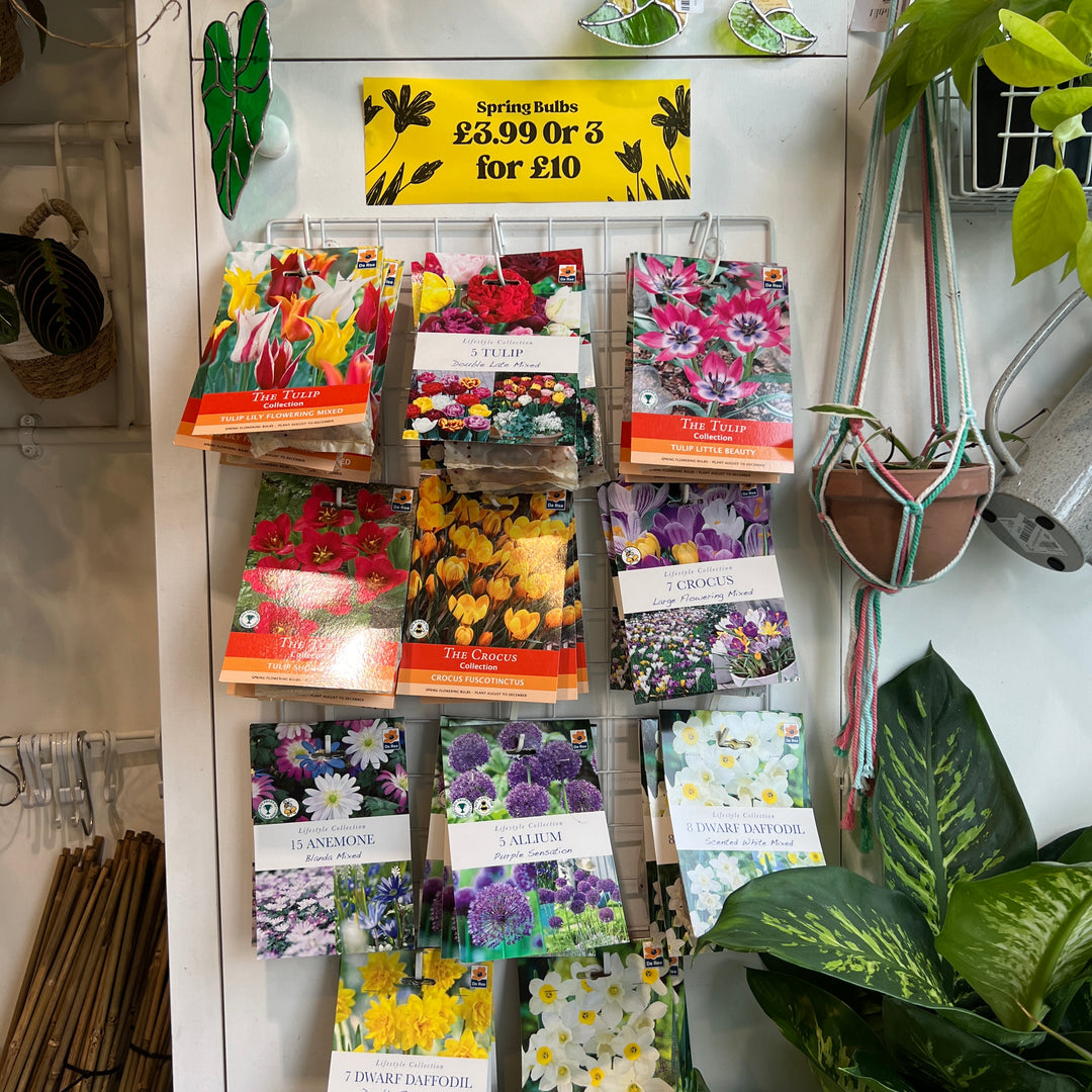 Spring Bulbs – Mix & Match | £3.99 each or 3 for £10
