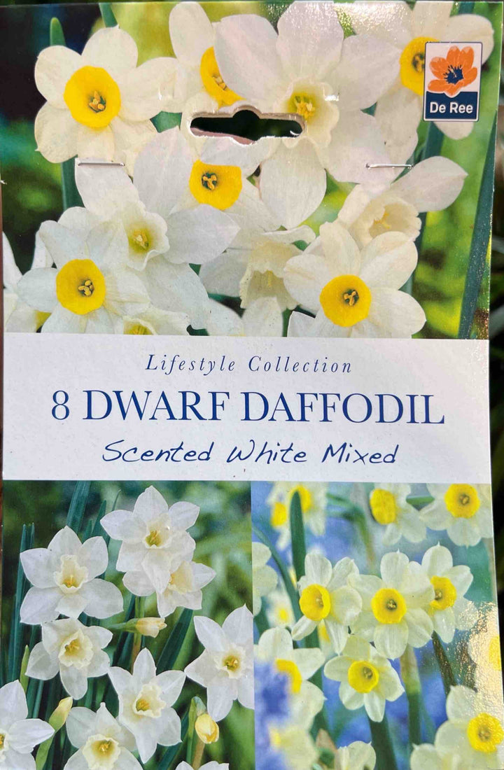 Spring Bulbs – Mix & Match | £3.99 each or 3 for £10