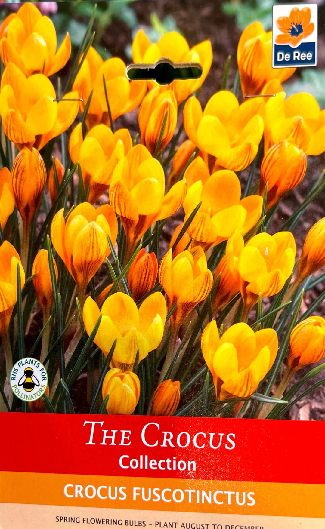 Spring Bulbs – Mix & Match | £3.99 each or 3 for £10