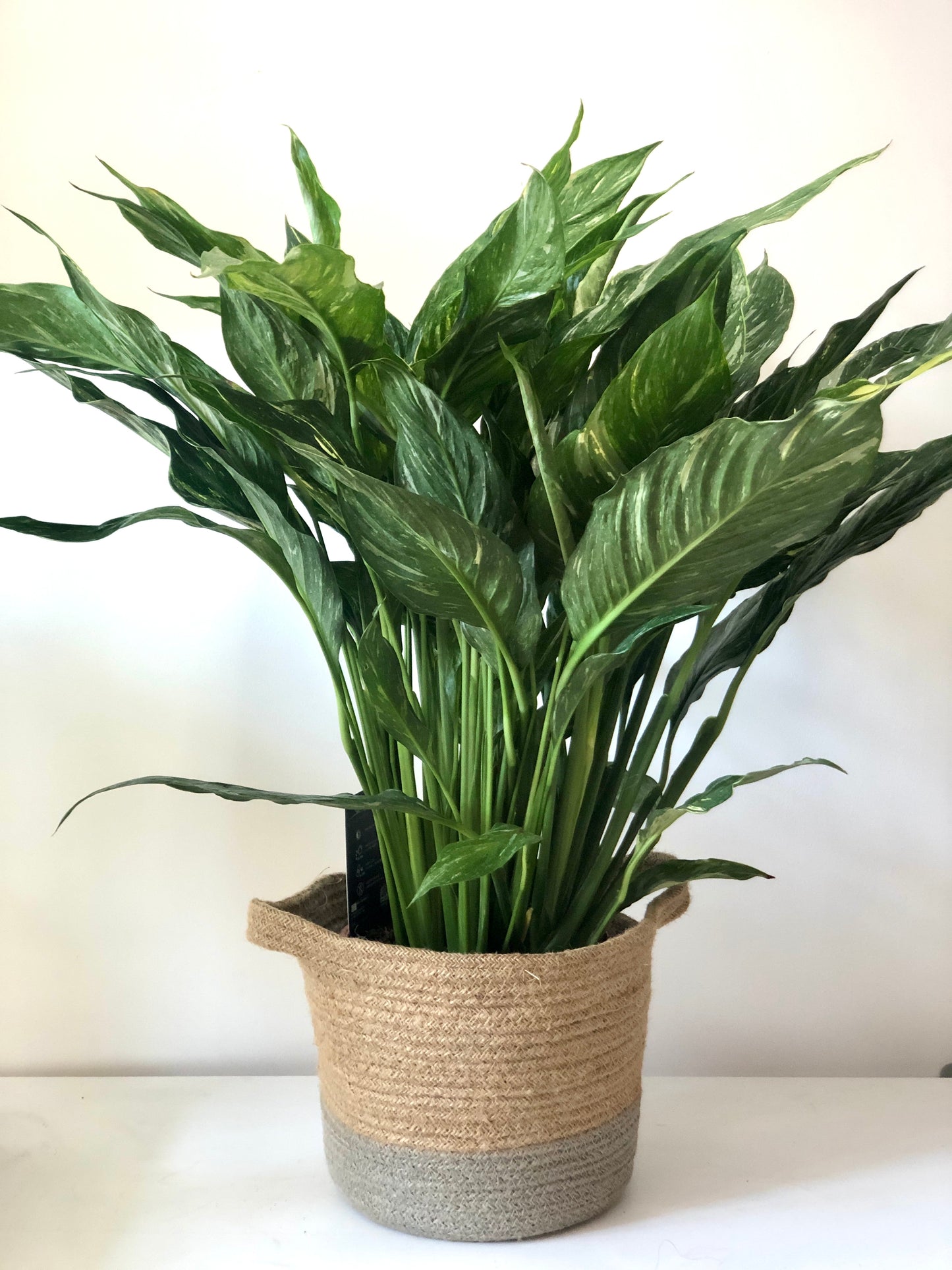 Spathiphyllum Diamond - variegated peace lilly
