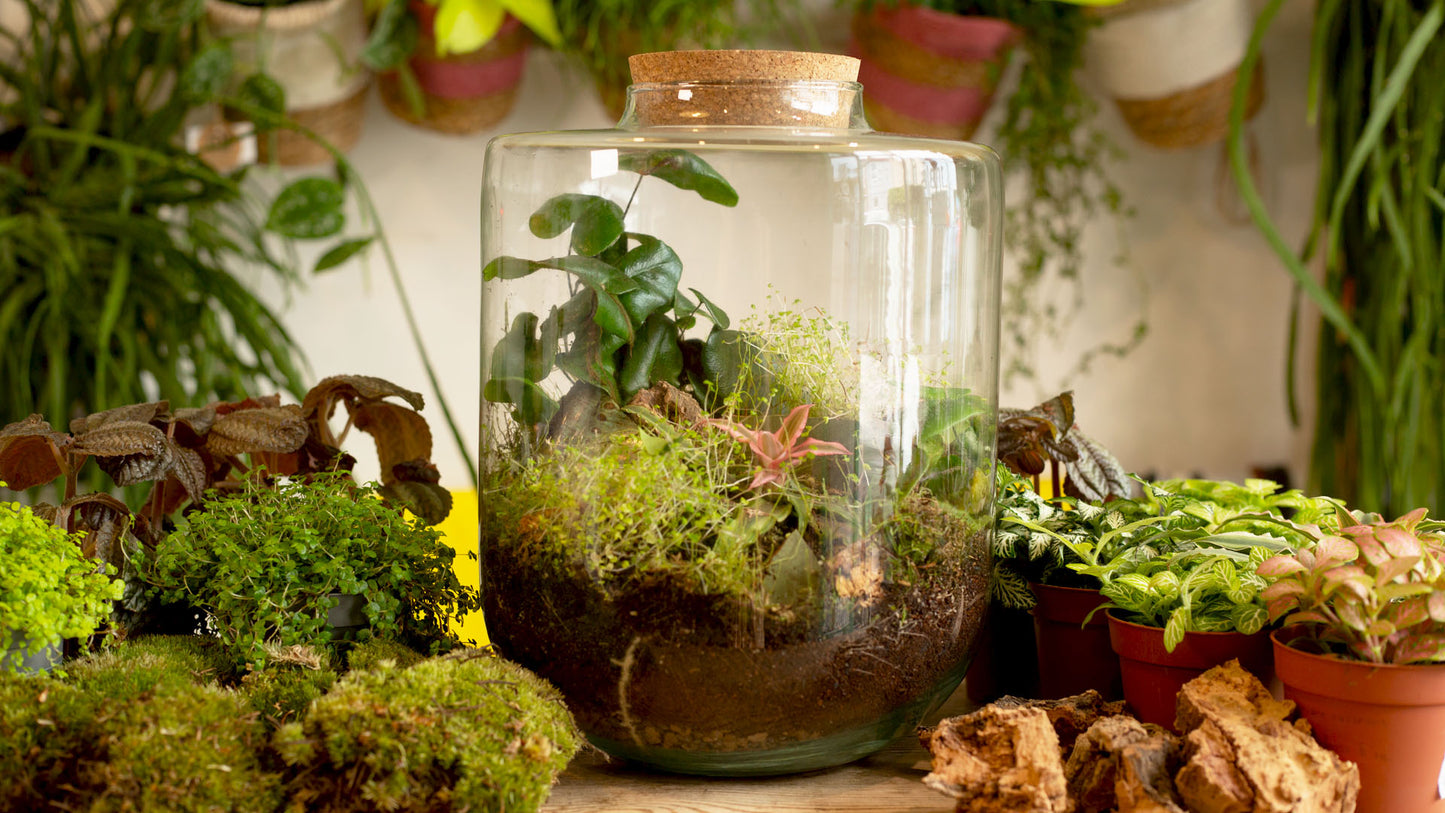 Closed Terrarium Workshop