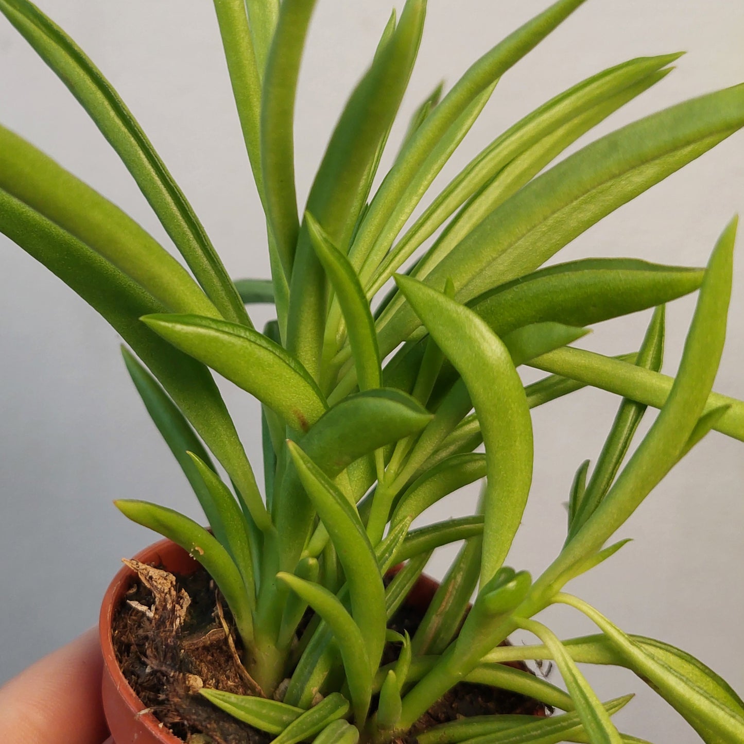 Peperomia ferreyrae – Peperomia Happy Bean