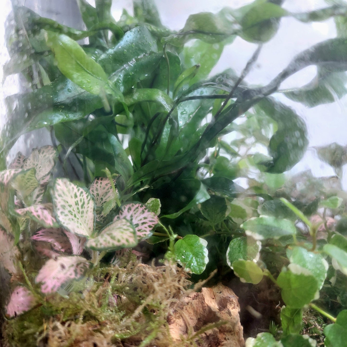 Chela Jar Plant Studio Terrarium