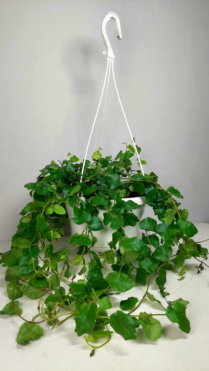 Ficus Pumila Green Sunny- Creeping Fig