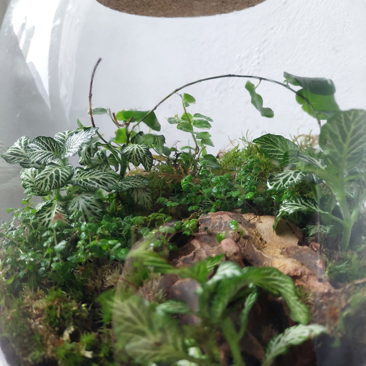 Plant.Studio Terrarium Nana Ficus