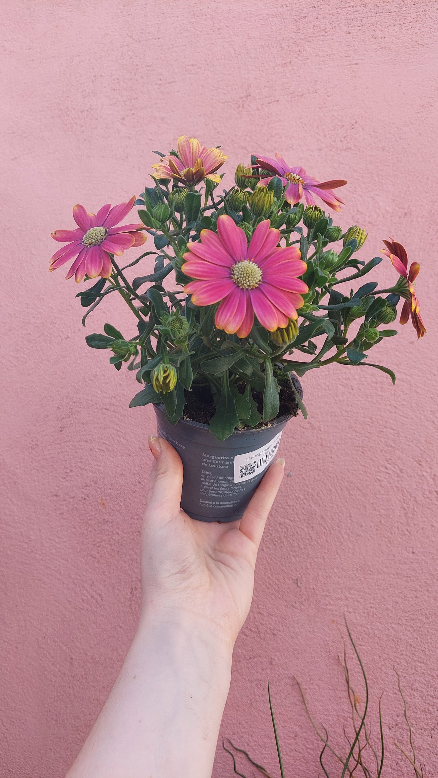 Osteospermum ‘Flower Powerv Pink Sun’