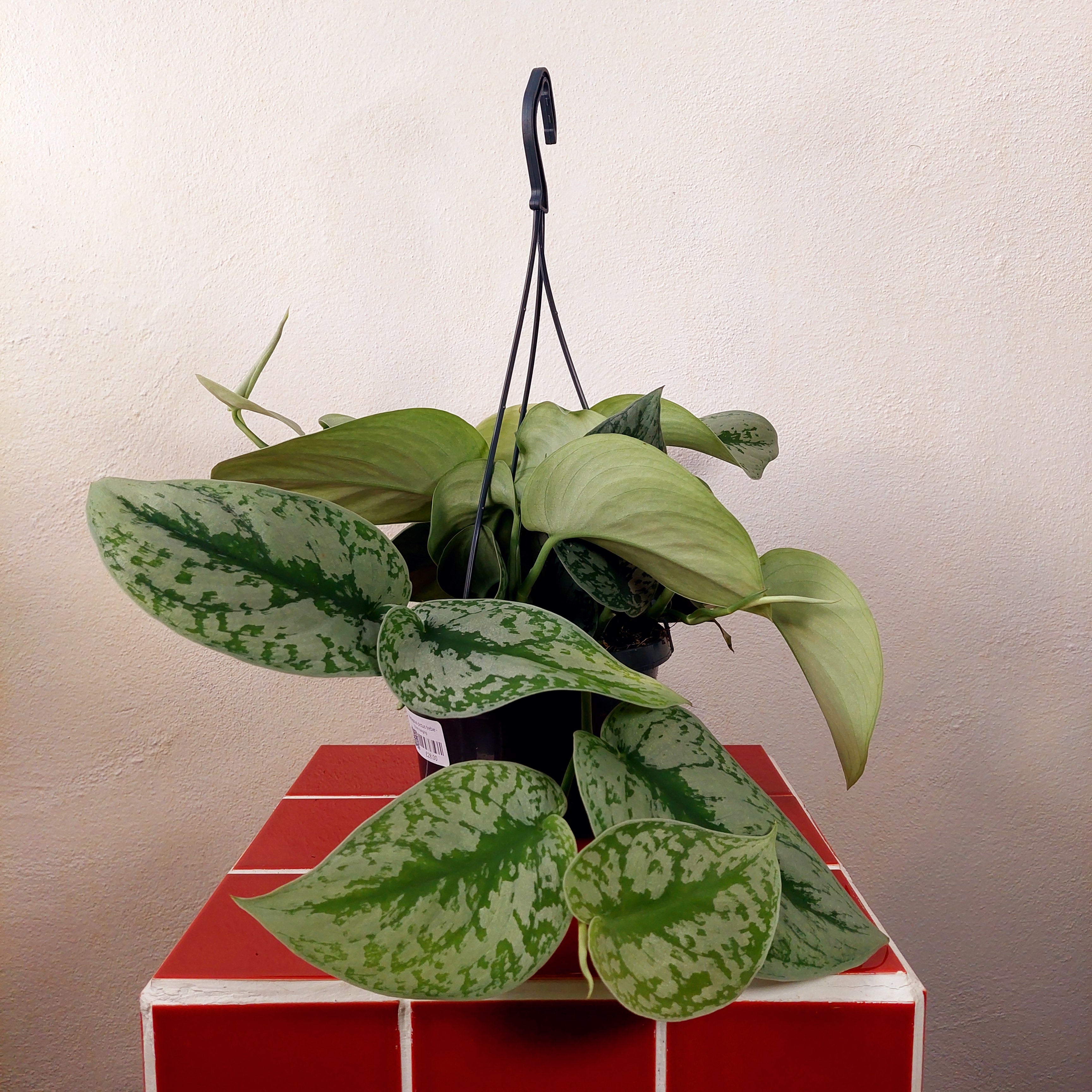 silver pothos vs satin pothos Scindapsus pictus 'Trebie' – Satin Pothos