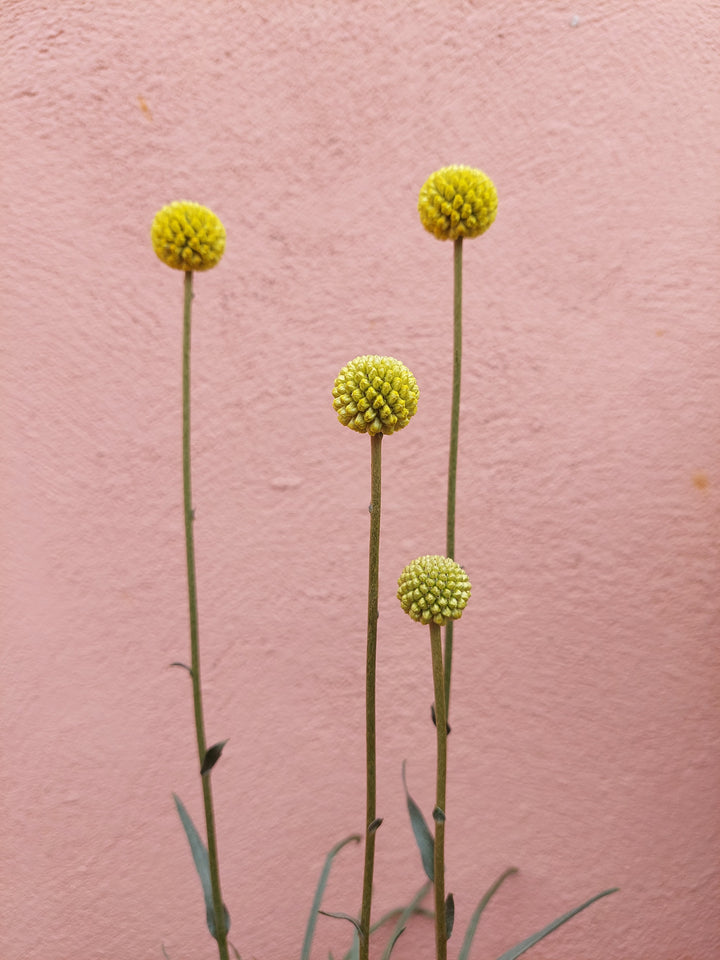 Craspedia globosa 'Golf Beauty' (Billy Buttons)