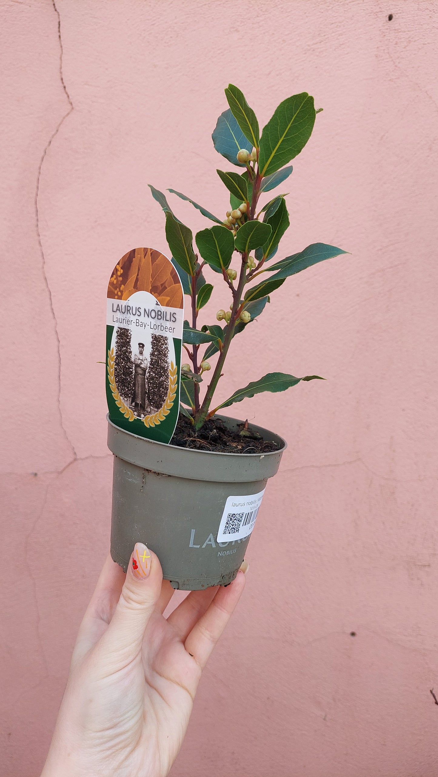 Laurus nobilis / kitchen bay laurel