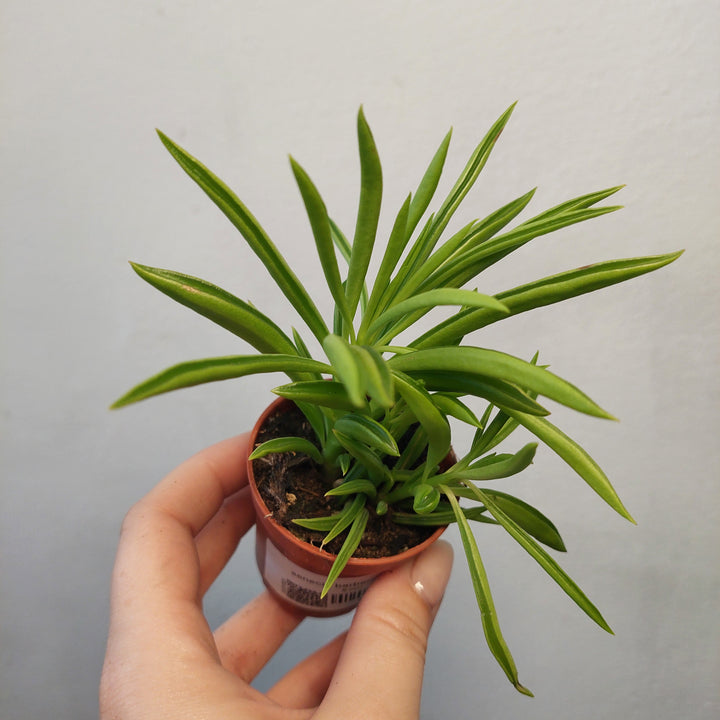Peperomia ferreyrae – Peperomia Happy Bean