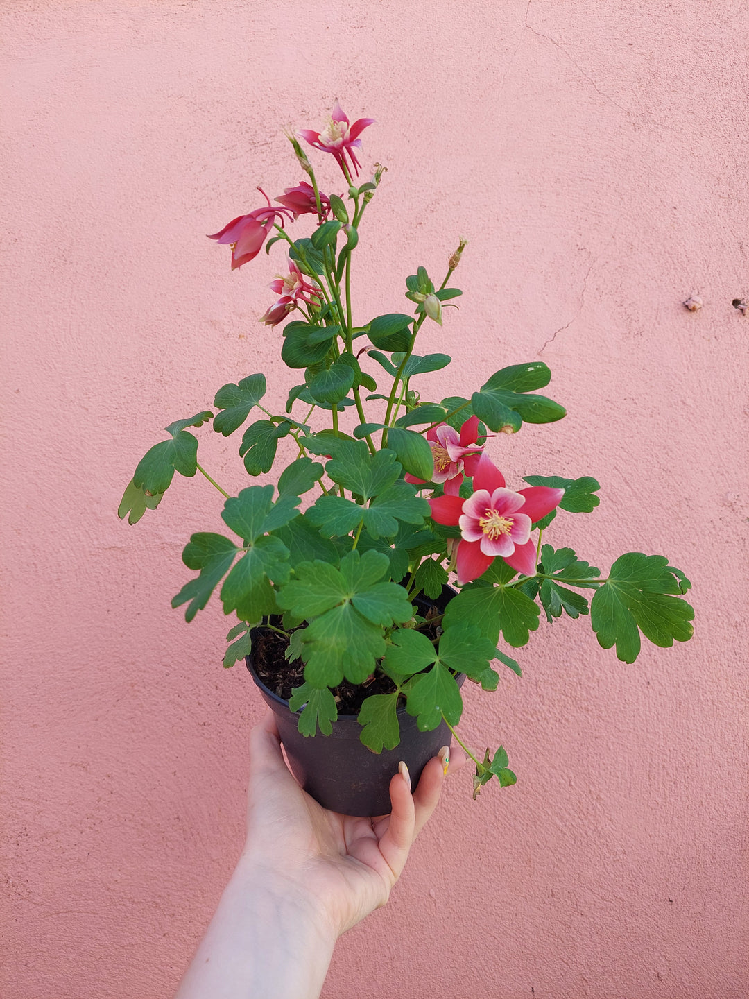 Aquilegia Earlybird Red White