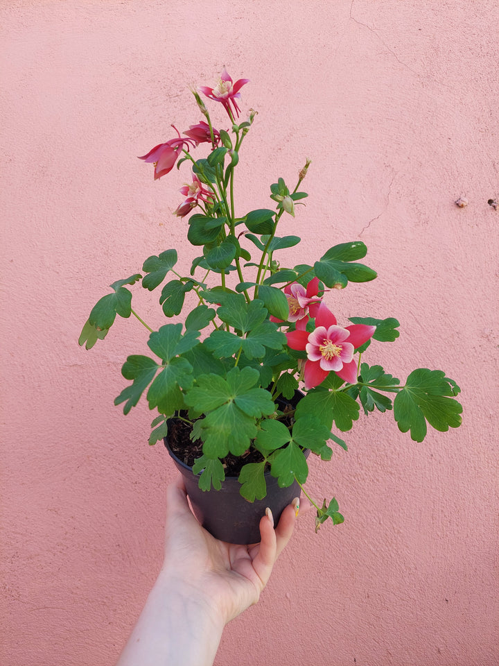 Aquilegia Earlybird Red White