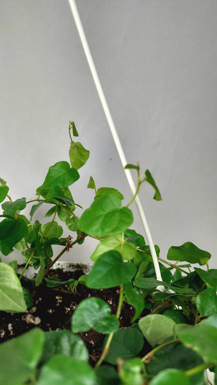 Ficus Pumila Green Sunny- Creeping Fig