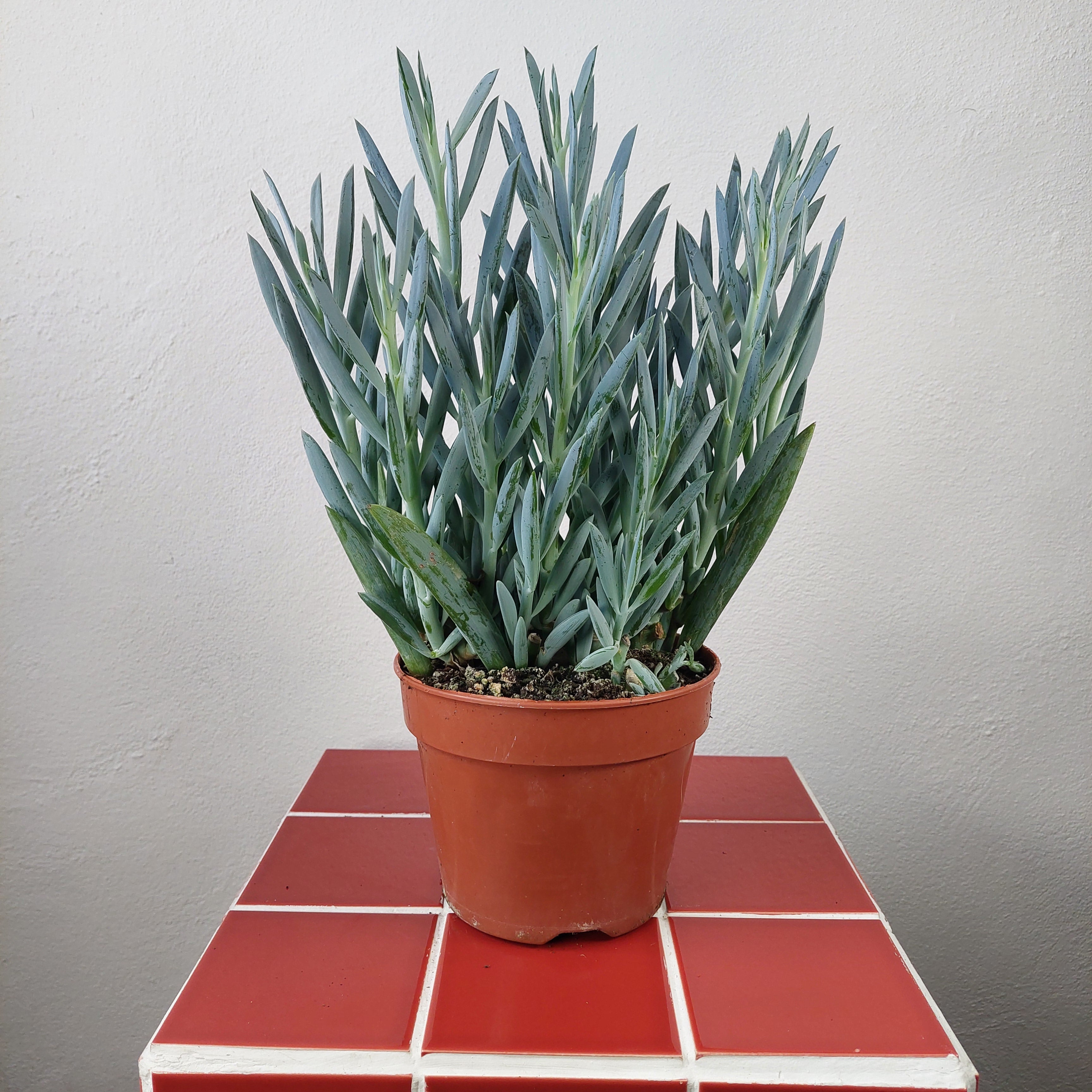 Curio (Senecio) 'Mount Everest' – Blue Columnar Succulent Houseplant