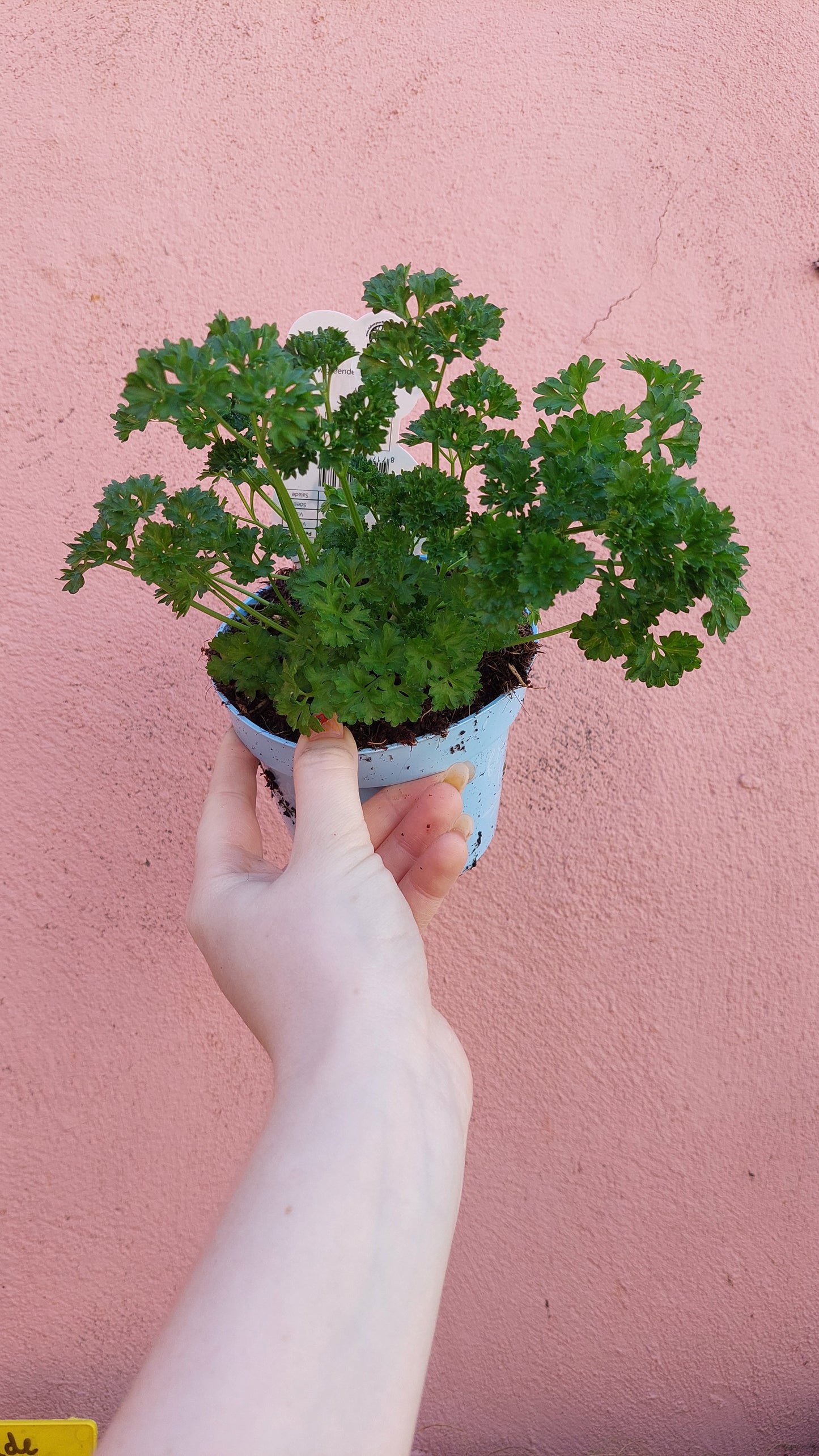 Petroselinum crispum- Parsley