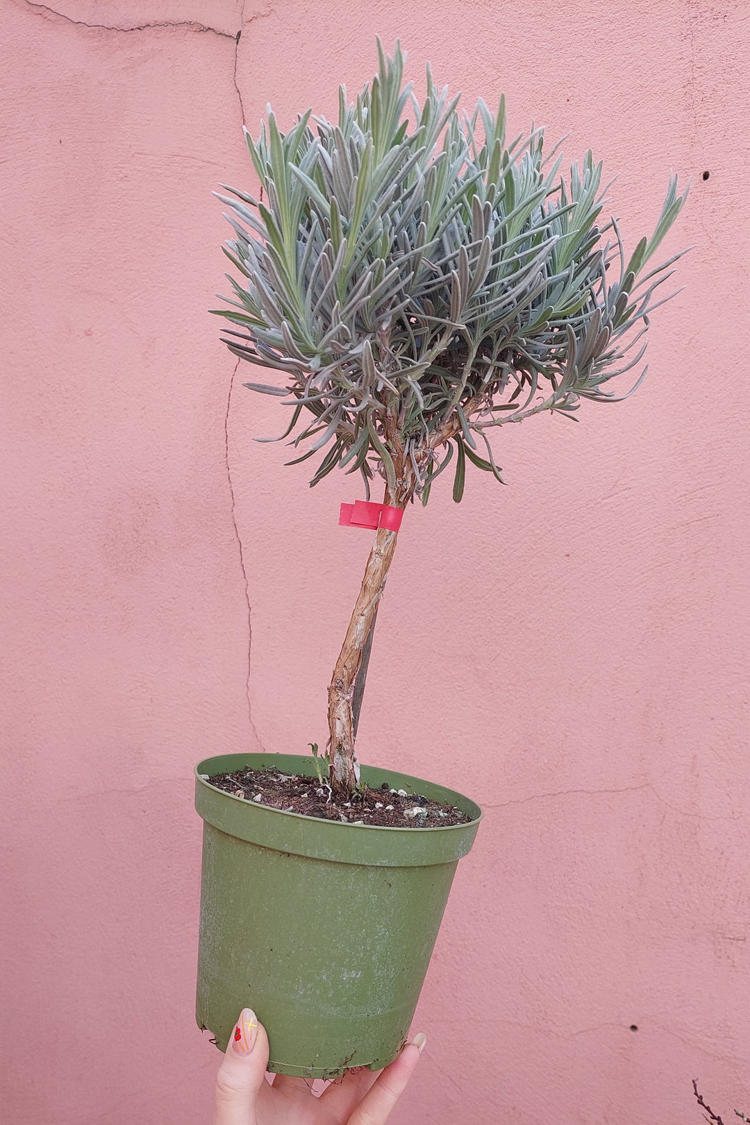 Lavandula angustifolia - English lavender