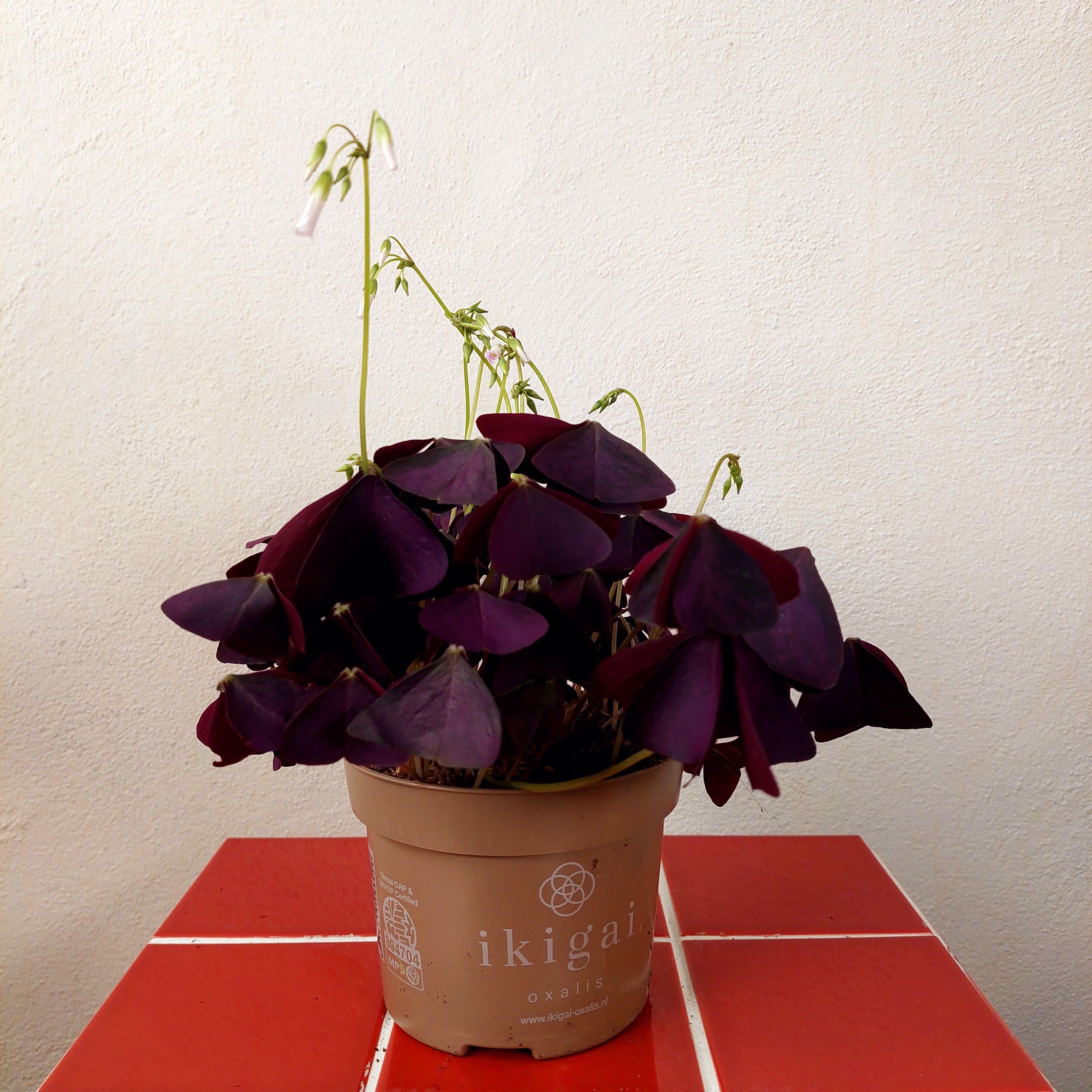 oxalis plant indoor Oxalis Triangularis – False Shamrock