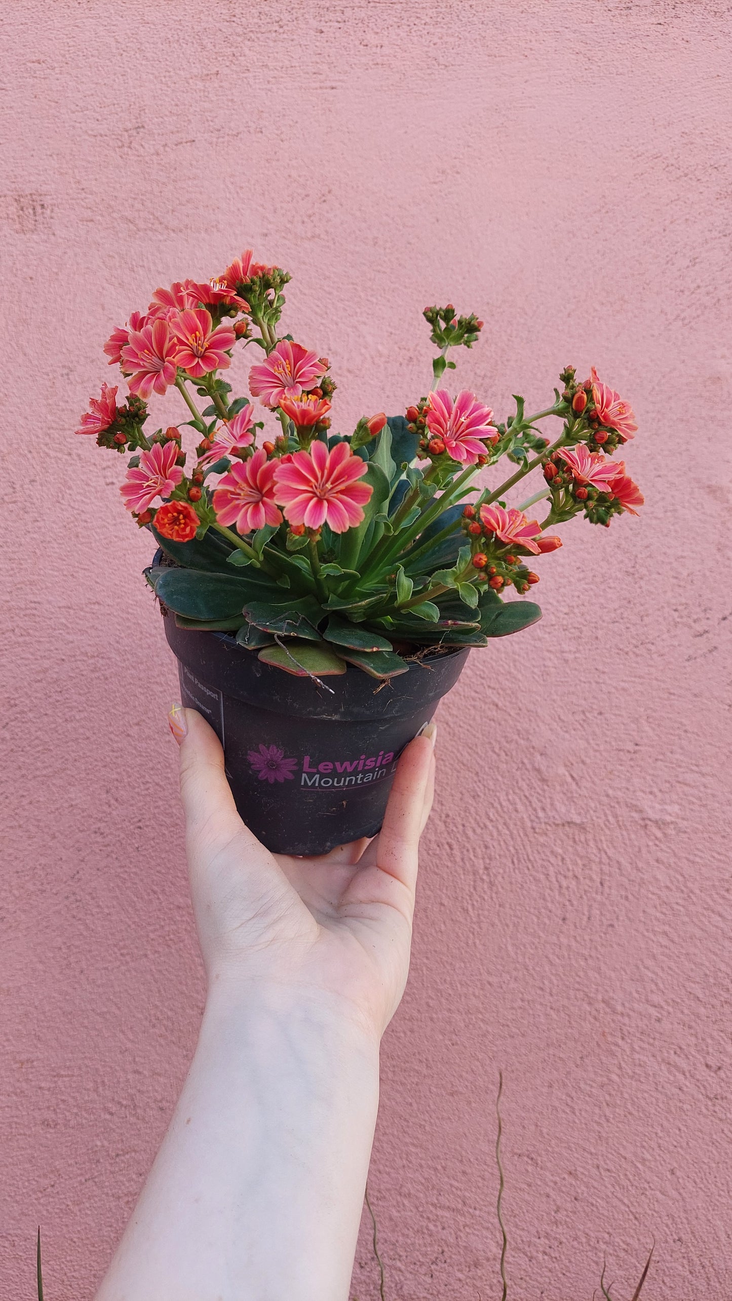 Lewisia Mountain Dreams mix