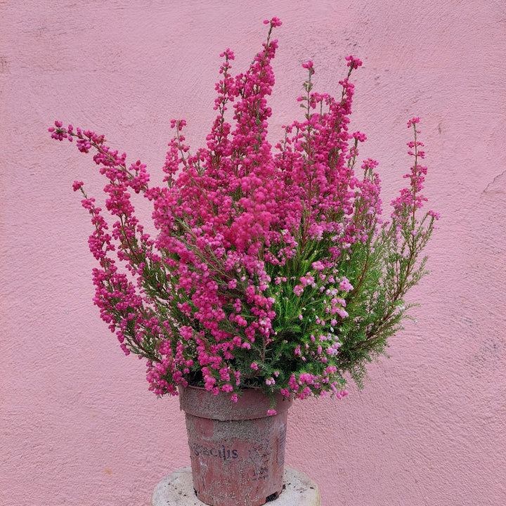 Erica Gracilis Red