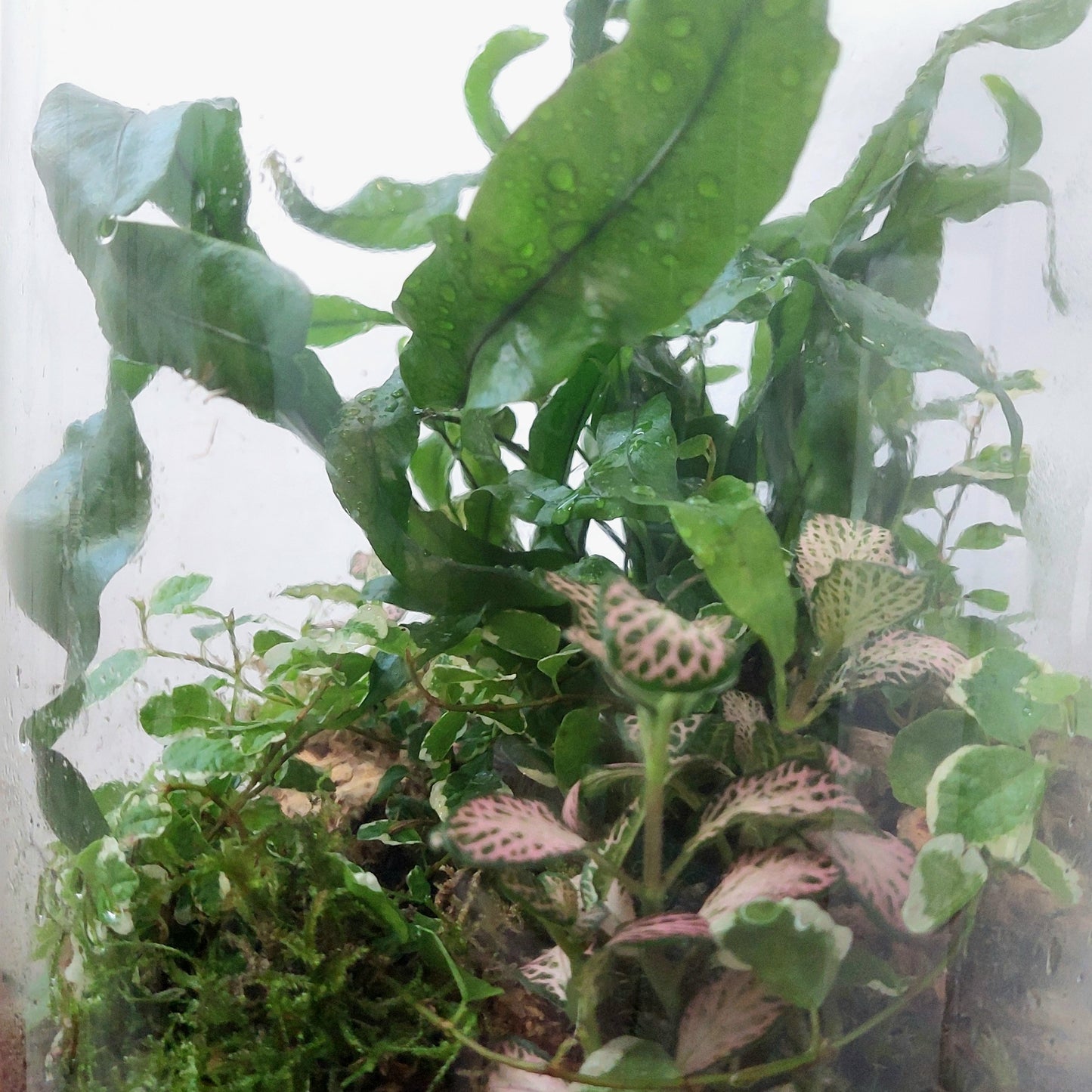 Chela Jar Plant Studio Terrarium
