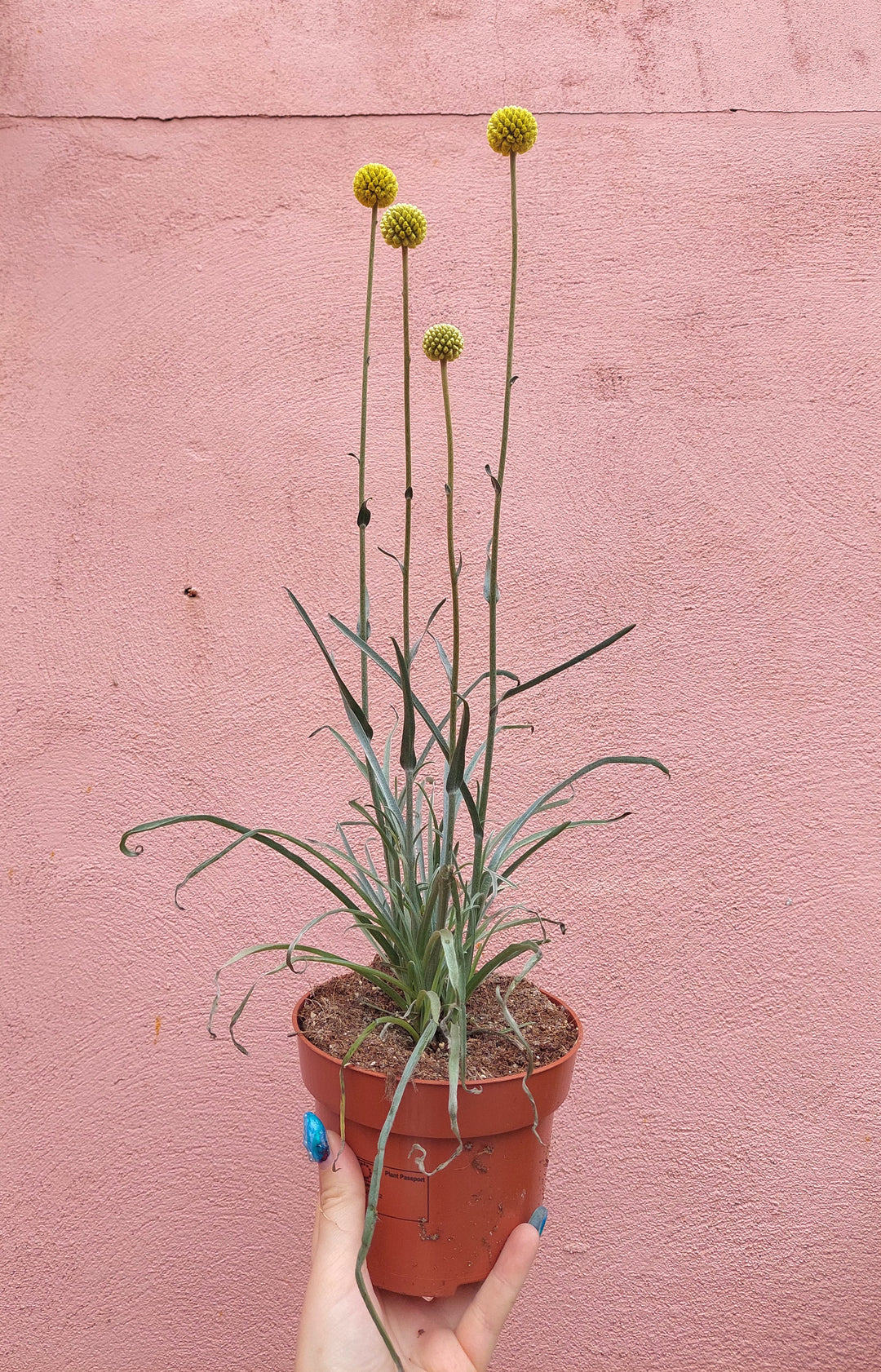 Craspedia globosa 'Golf Beauty' (Billy Buttons)