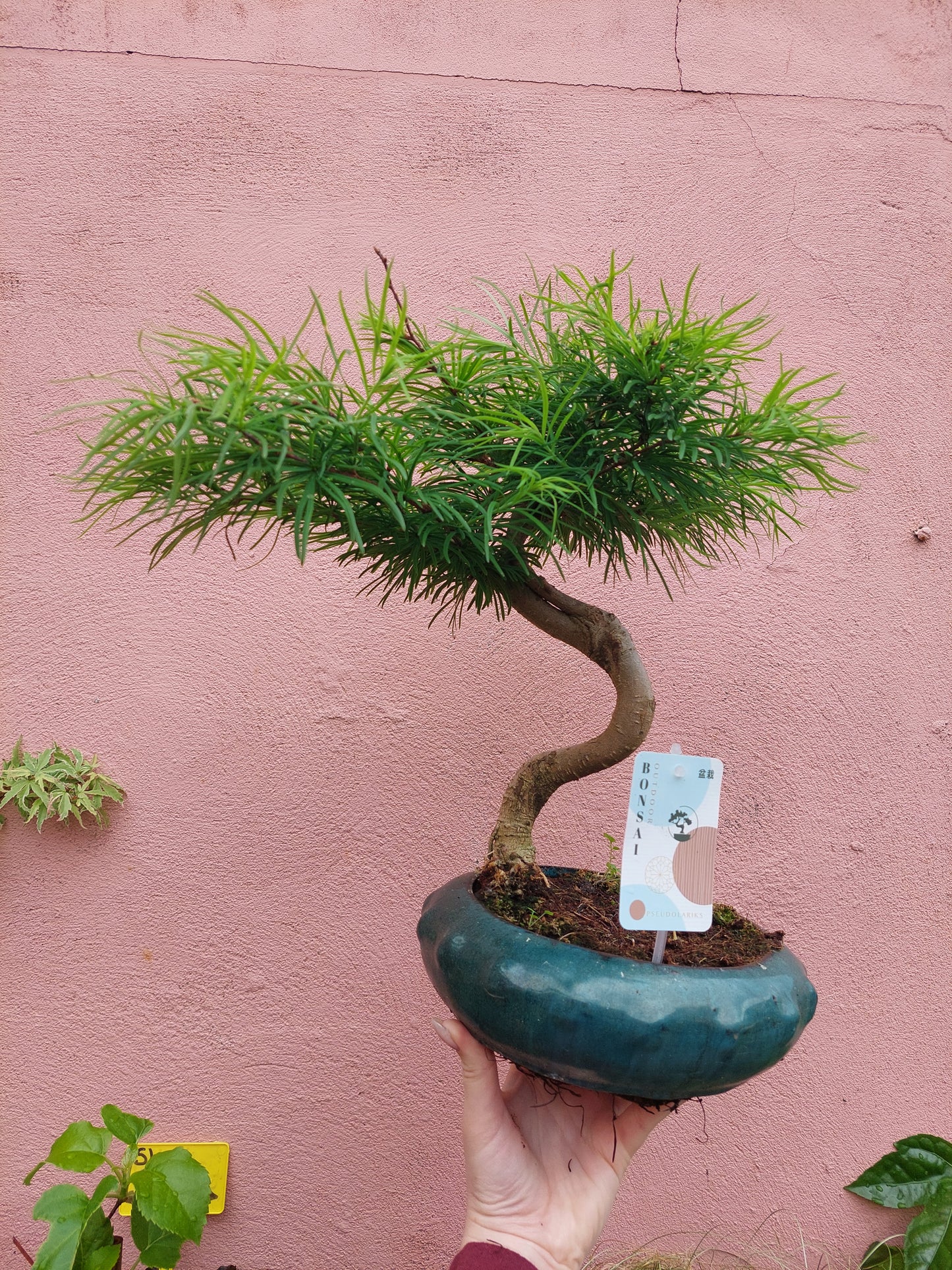 Bonsai Golden Larch – Pseudolarix amabilis