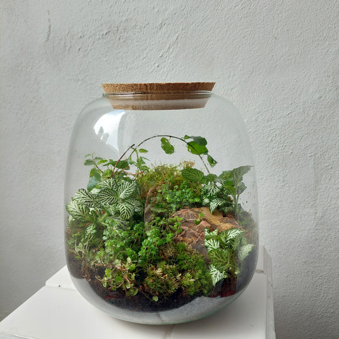 Plant.Studio Terrarium Nana Ficus