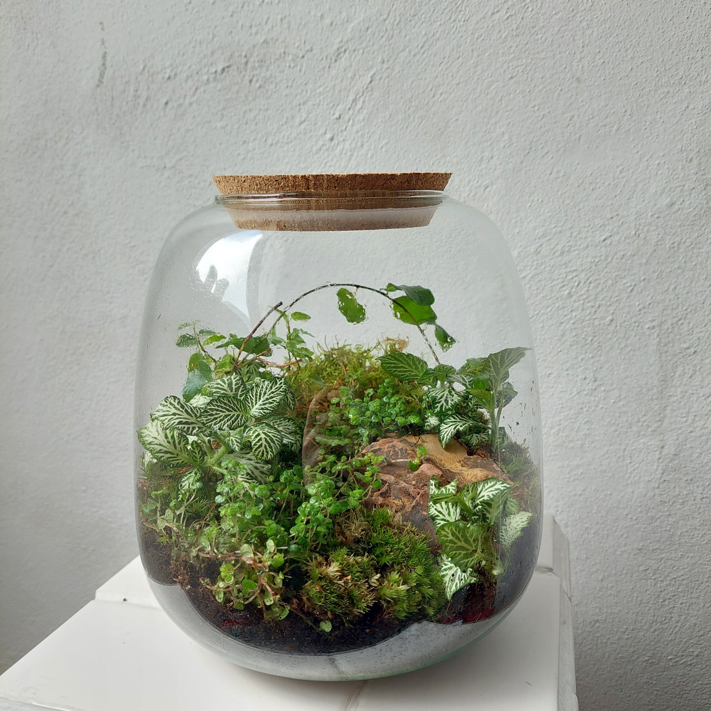 Plant studio Terrarium Nana Ficus
