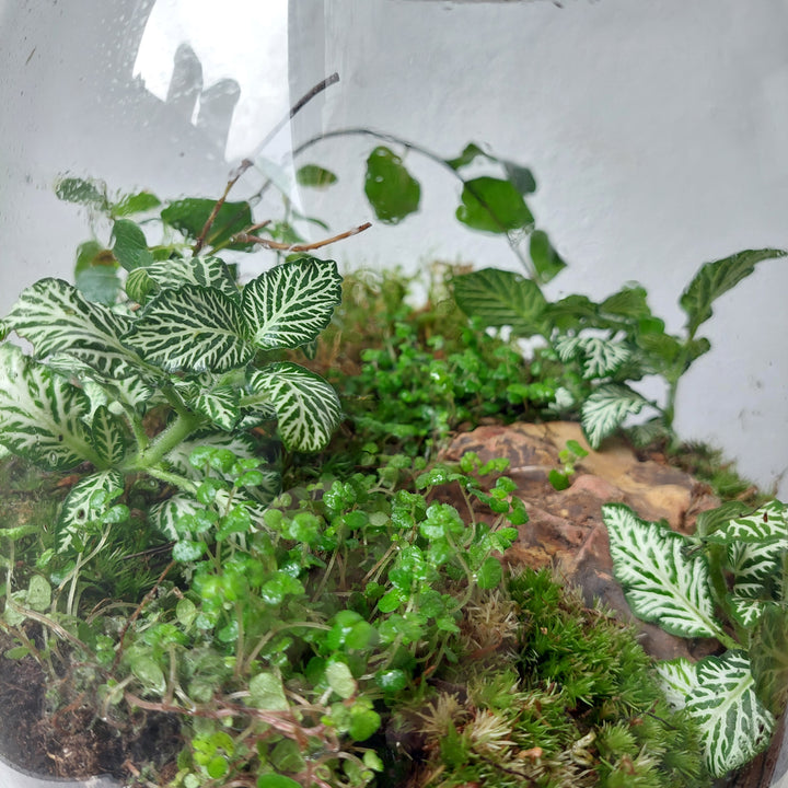 Plant.Studio Terrarium Nana Ficus