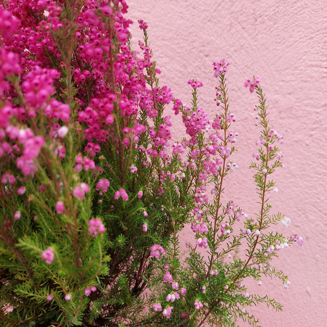 Erica Gracilis Red