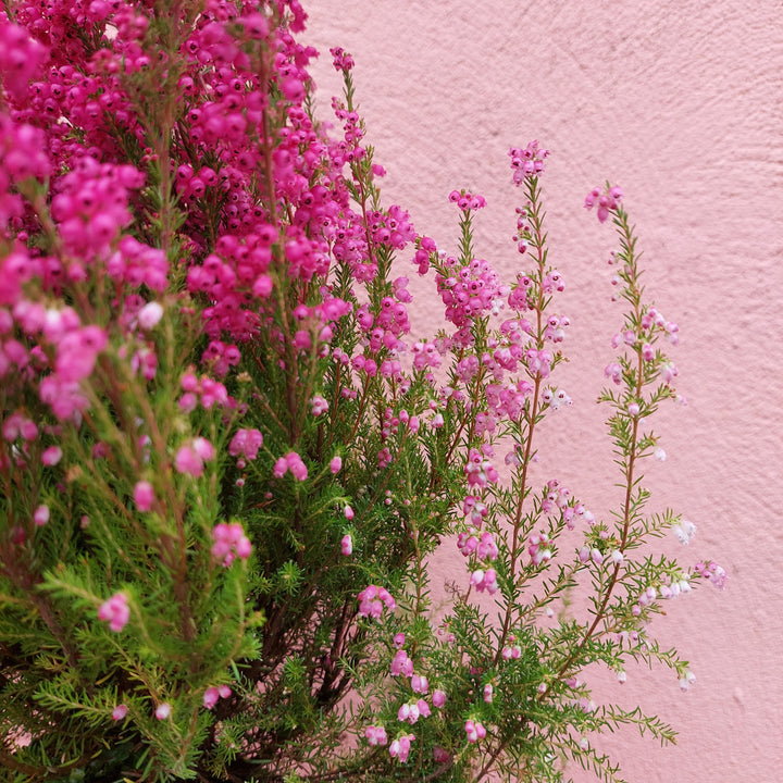 Erica Gracilis Red