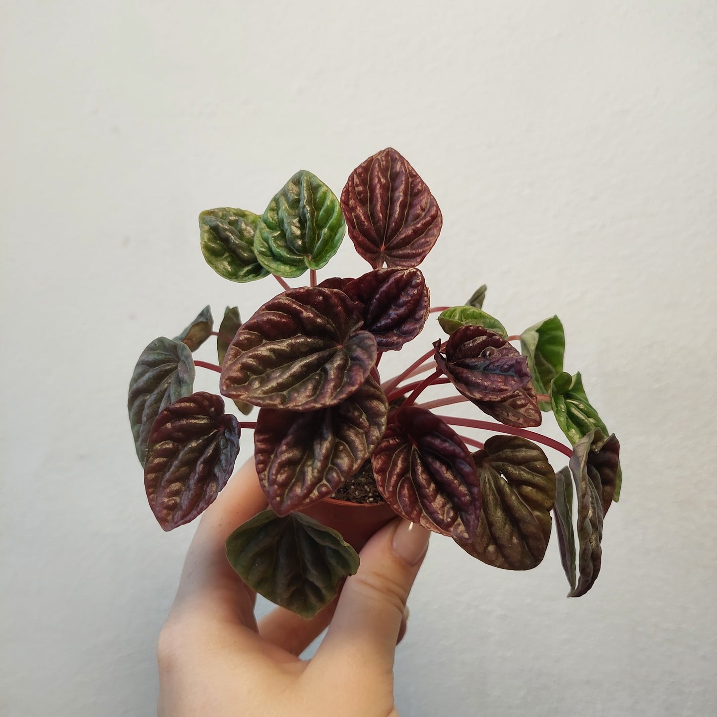 Peperomia caperata 'Red' - Red Ripple Peperomia