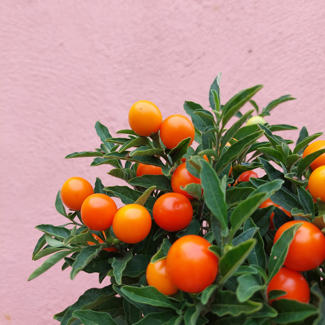 Solanum pseudocapsicum – Winter Cherry / Jerusalem Cherry