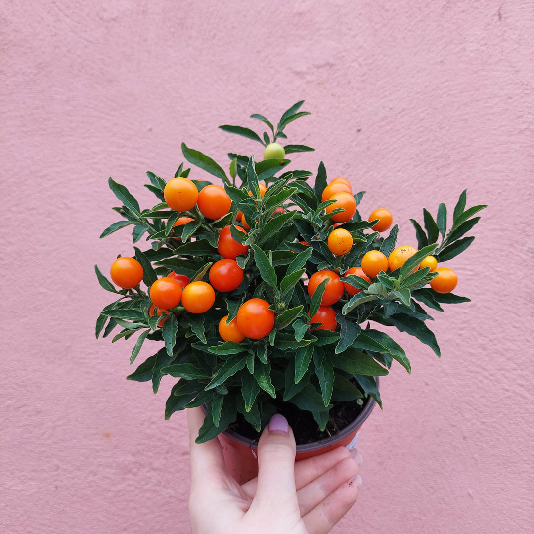 Solanum pseudocapsicum – Winter Cherry / Jerusalem Cherry
