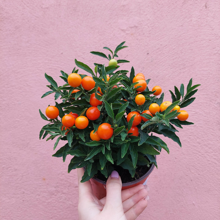 Solanum pseudocapsicum – Winter Cherry / Jerusalem Cherry